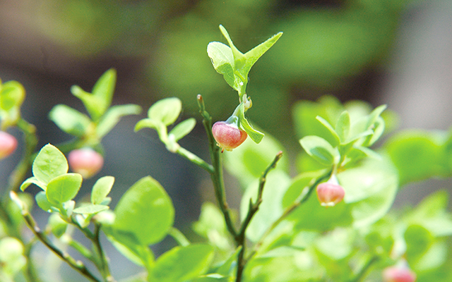 喜びの花を咲かせるビルベリー