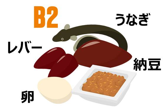 ビタミンB2が多く含まれる食材のイラスト