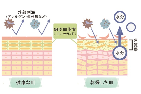 乾燥肌の仕組み