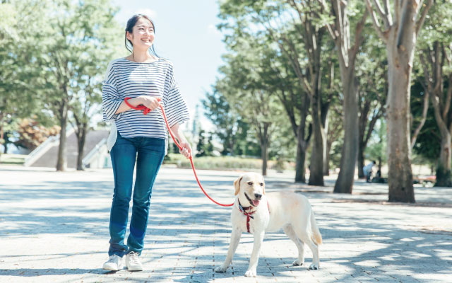 犬の散歩をしている女性