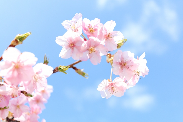 空と桜の花