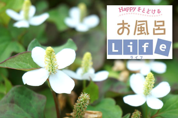 6月の季節湯「どくだみ湯」