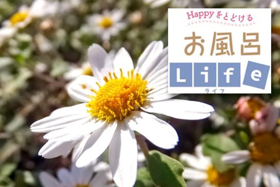 9月の季節湯「菊(きく)湯」