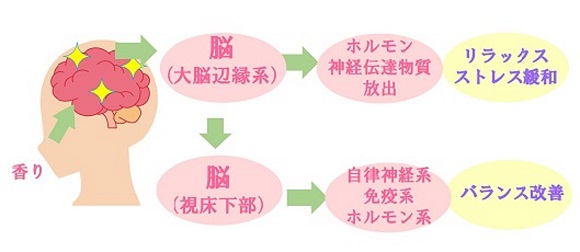 香が直接脳にはたらきかけるイラスト