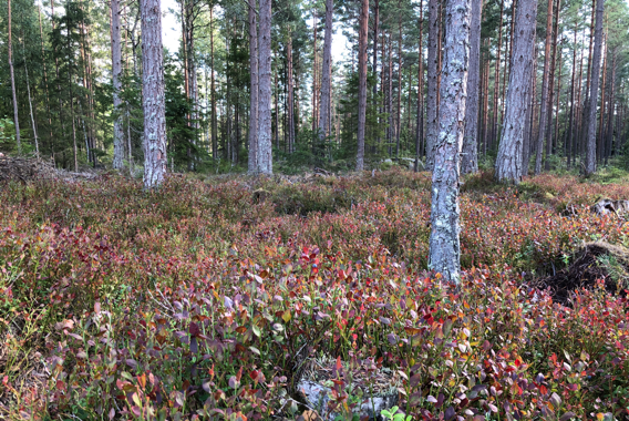 北欧の秋の森を満喫☆