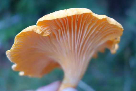 絶品!秋の味覚「森のゴールド」