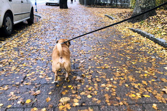 「ペット先進国」スウェーデンのわんちゃん事情