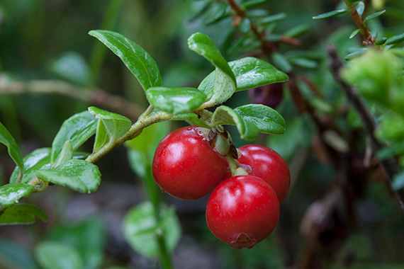 【第2弾】北欧の森で実る様々なベリー