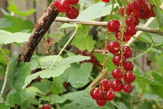 【第3弾】北欧の森で実る様々なベリー