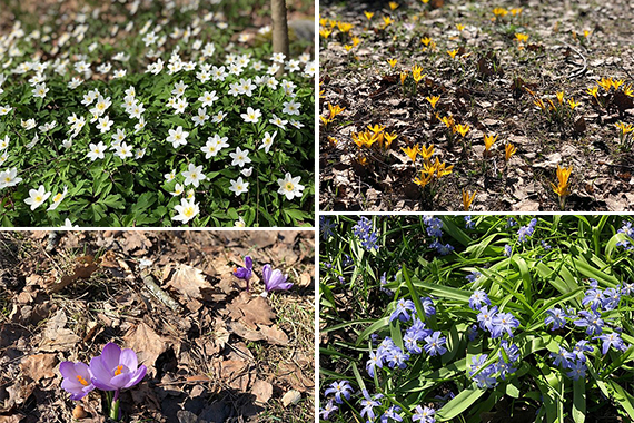 春は足元から♪北欧の春をお届けします！