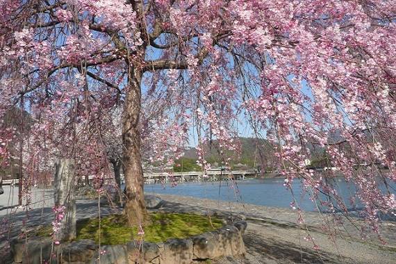 嵐山桜の写真