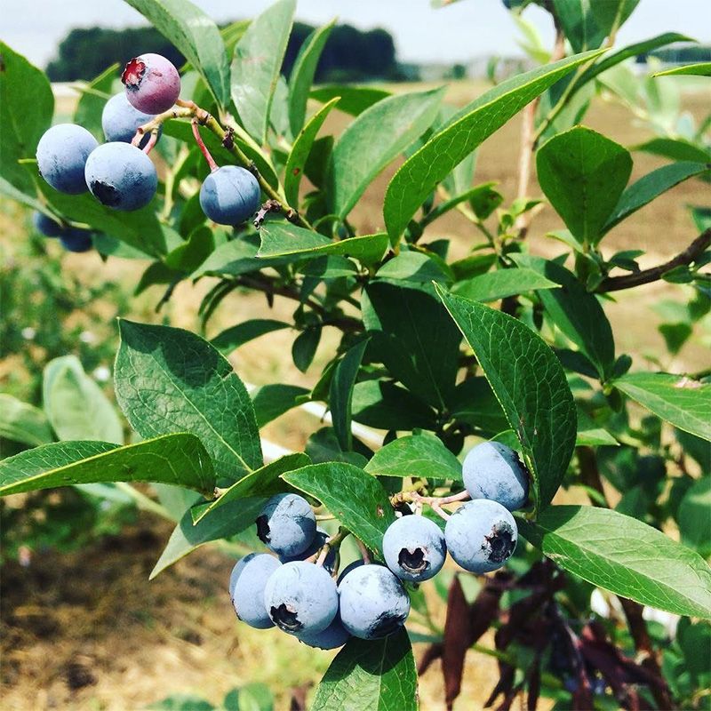 Blueberry＆Milkｱｲｽｾｯﾄ