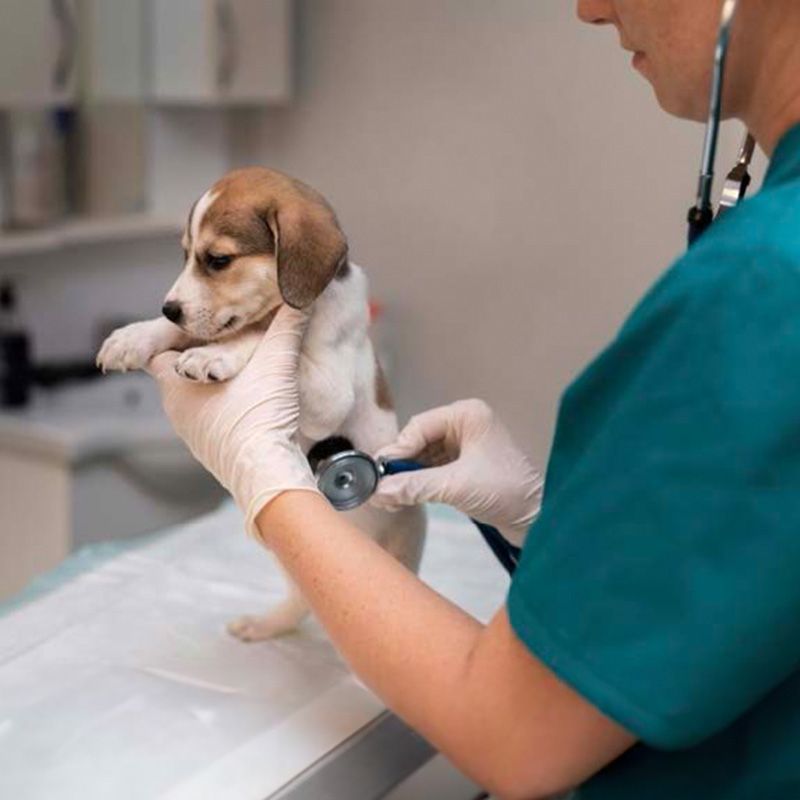 獣医さんとわんちゃん