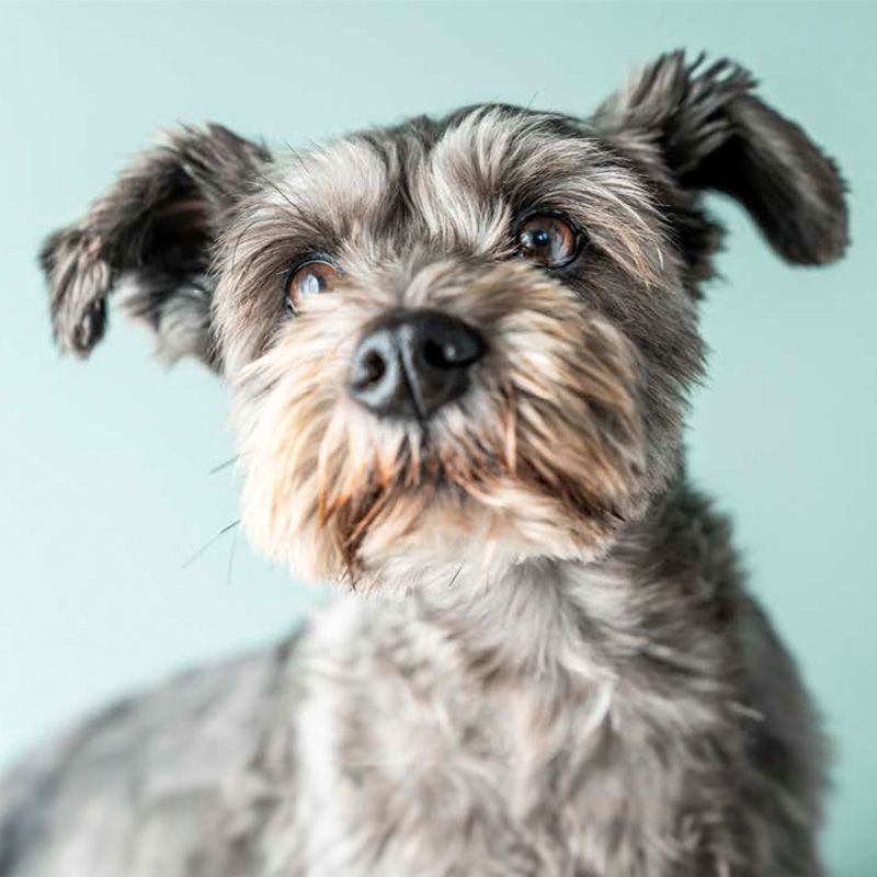 室内でわんちゃんといる様子