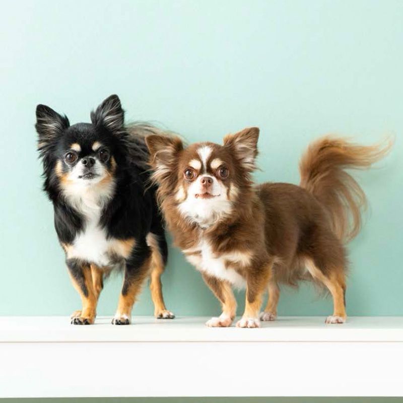 キーくんとチョアちゃん