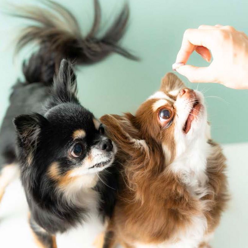 ワンワンとヨーキー