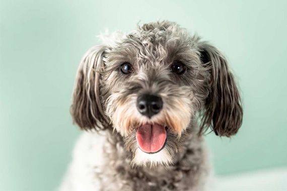 Oshi-log だけの先⾏予約販売！愛犬のひとみのオールインワンケアサプ リ！