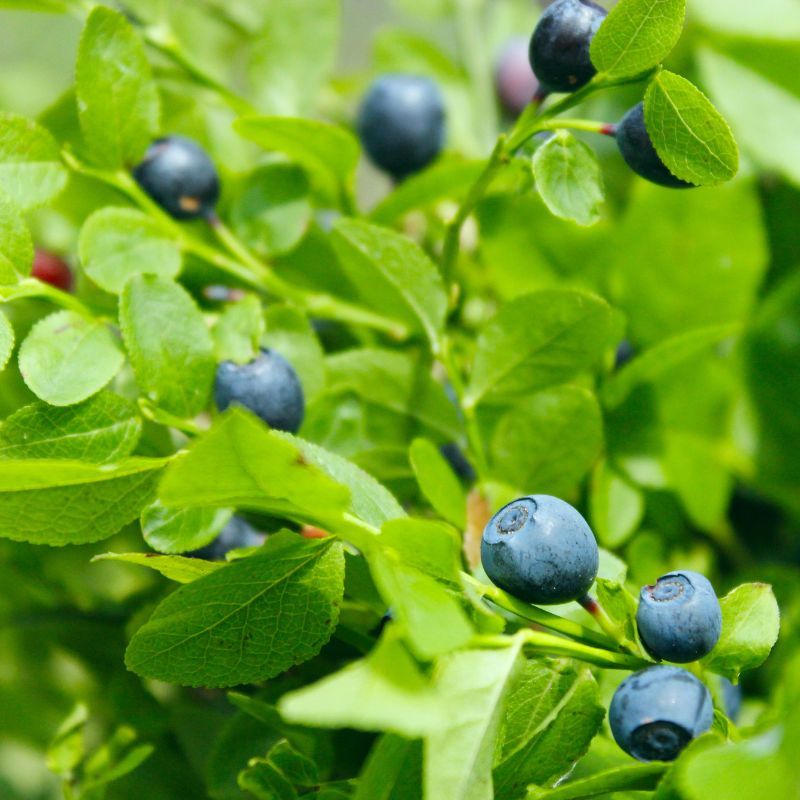 枝に実るビルベリー