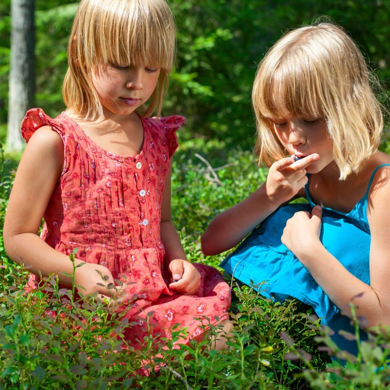 ビルベリーを摘む2人の少女