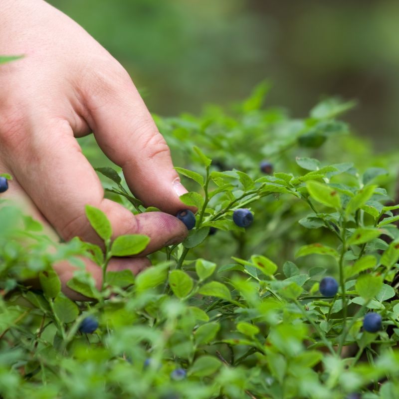 枝のビルベリーを摘み取る手