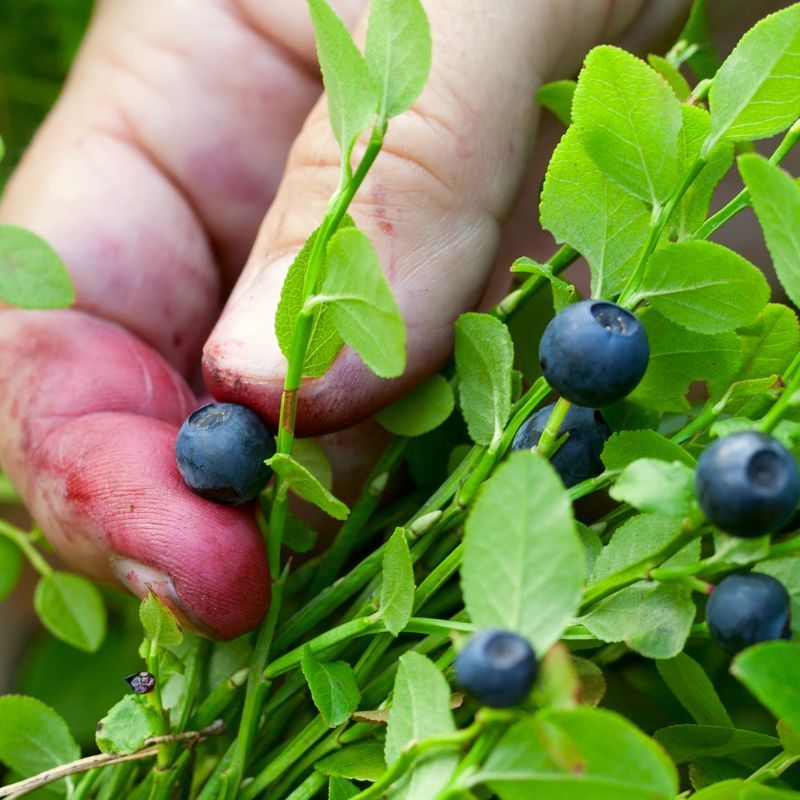 ビルベリーを摘む手が青紫色に染まる