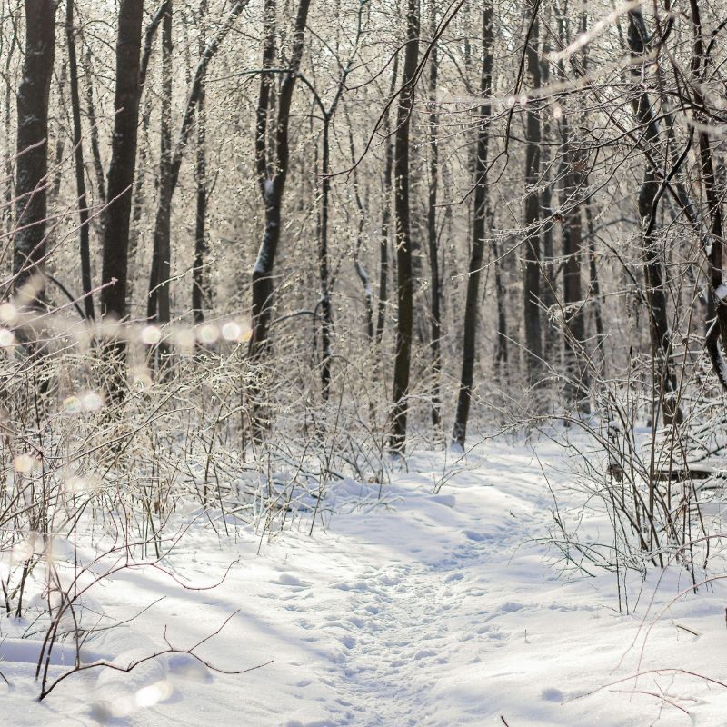 冬の森