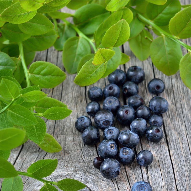 テーブルの上のビルベリー果実