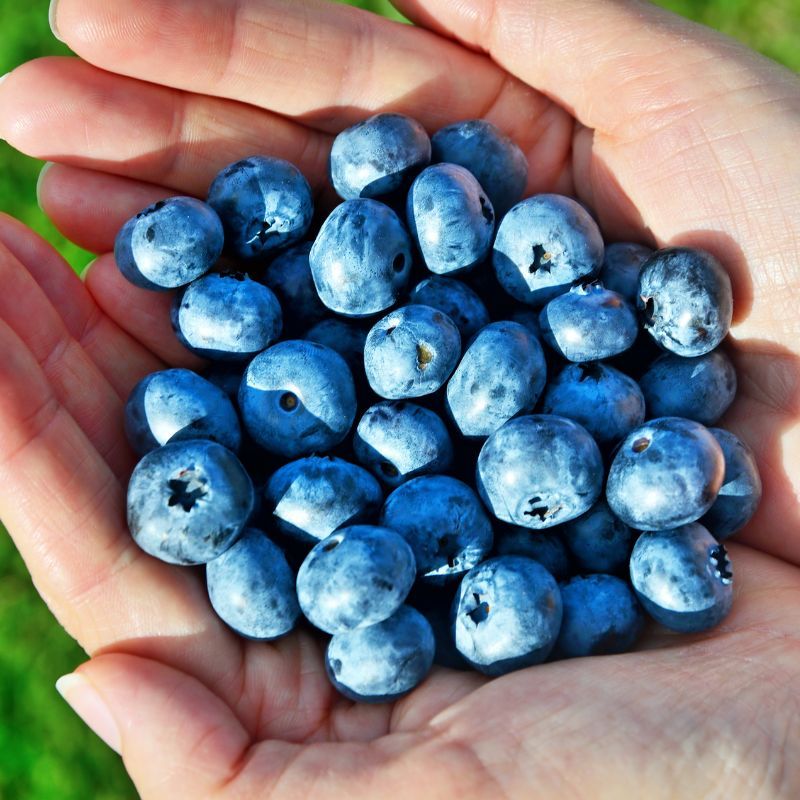 手のひらの上にたくさんのビルベリー