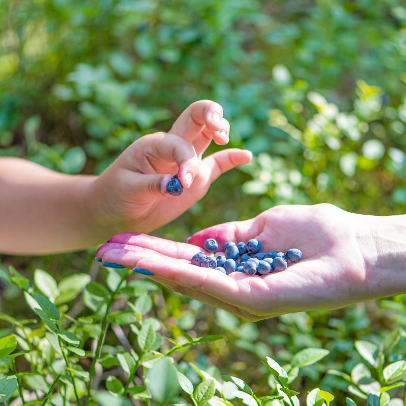 手のひらのビルベリーを1粒つまむ子どもの手