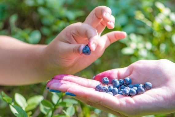 北欧の森から届く、大自然のめぐみ「ビルベリー」と未来のやさしい話