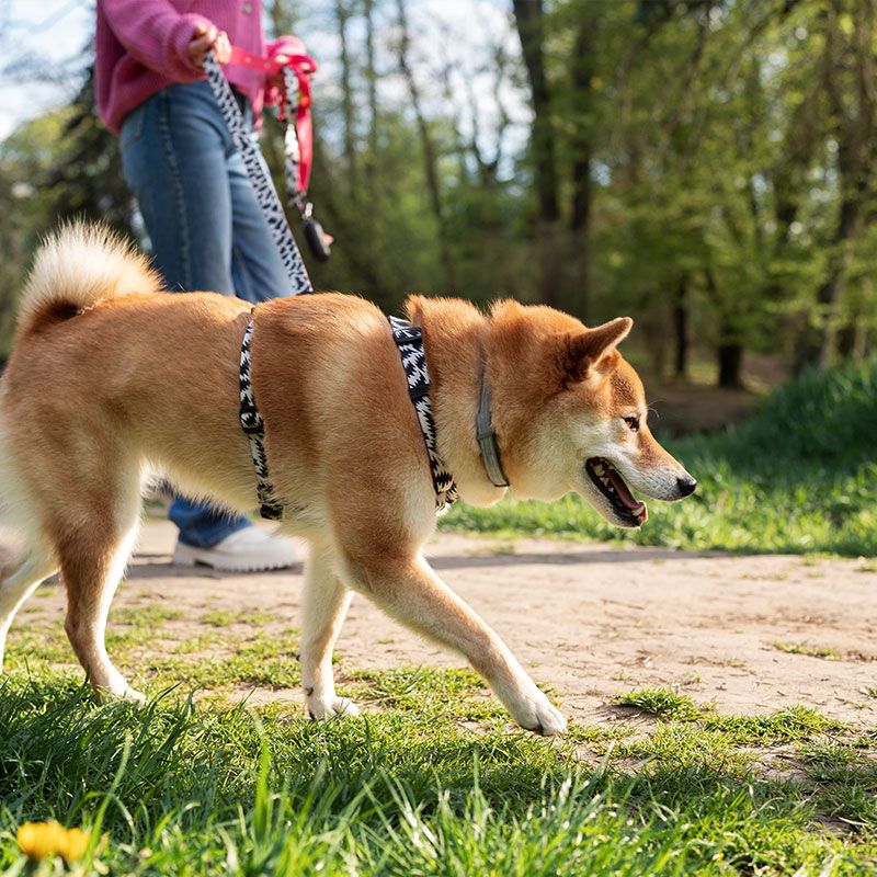 犬の散歩
