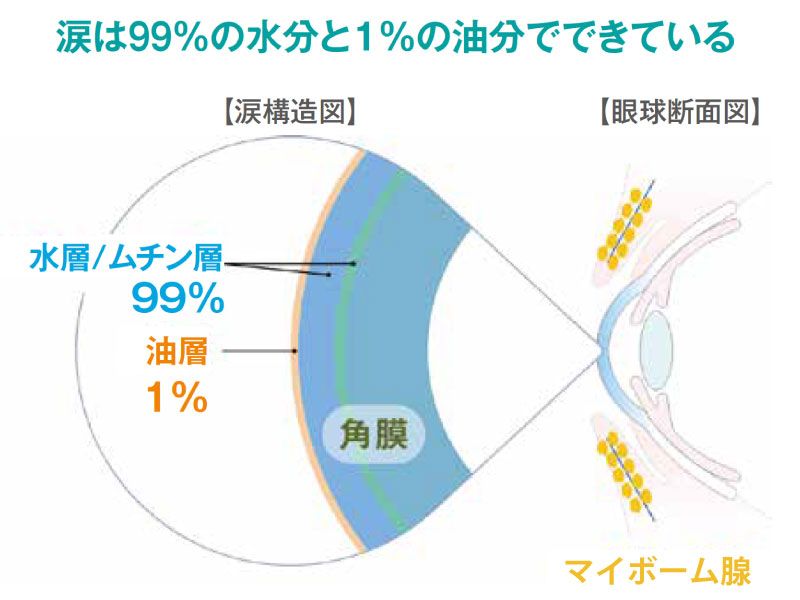 涙の構造