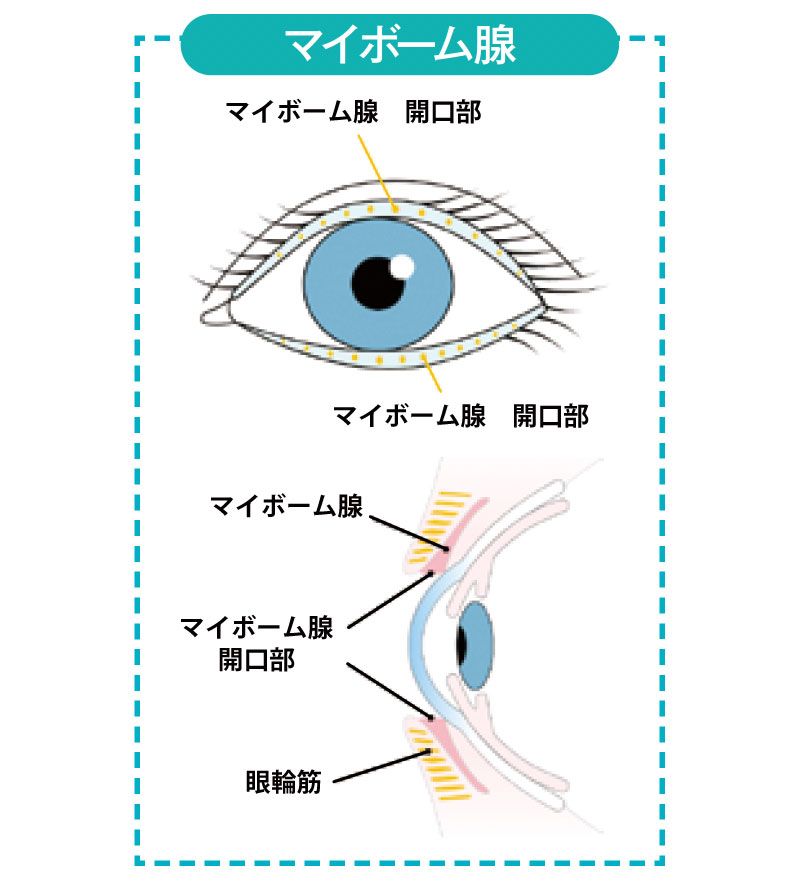 マイボーム腺