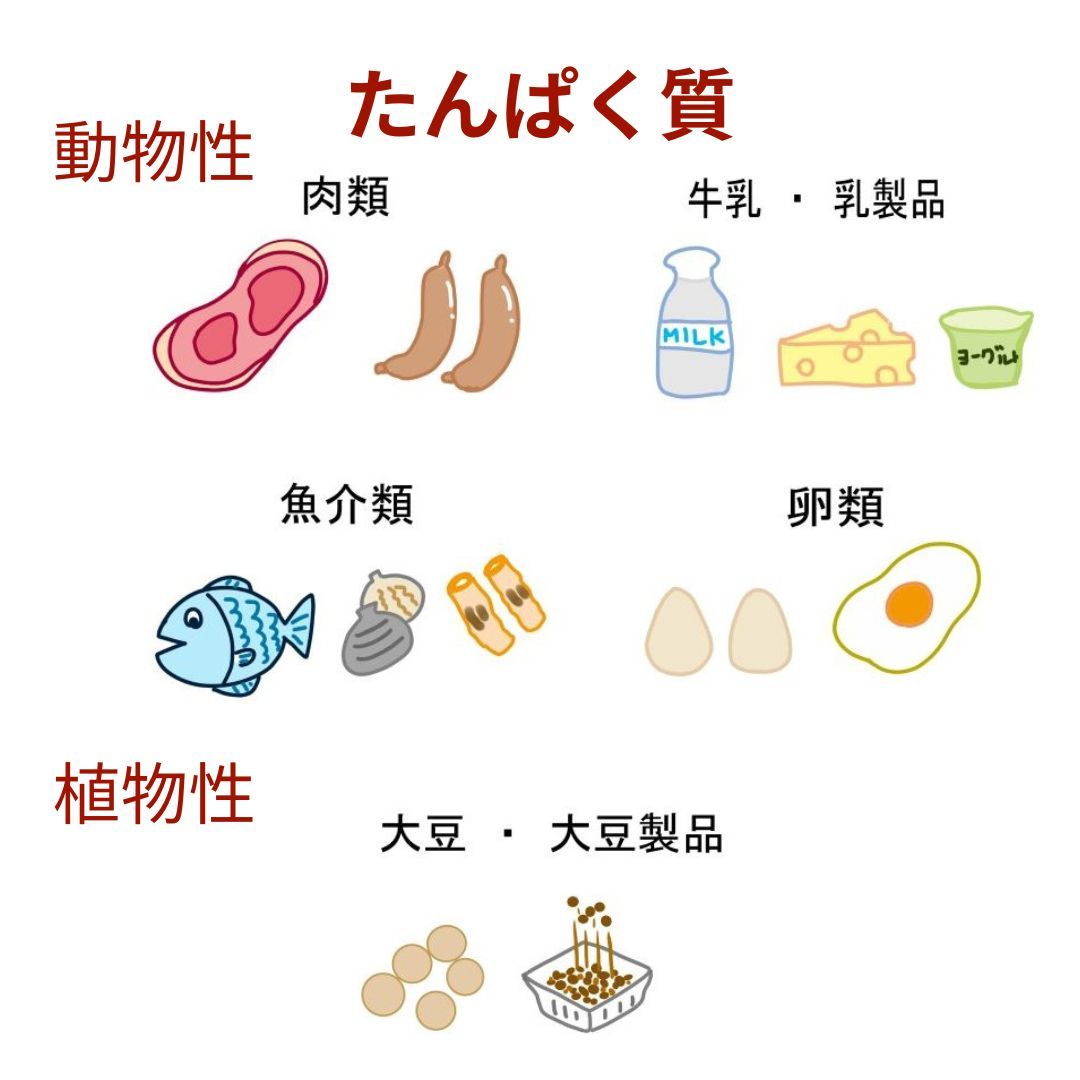 動物性と植物性食材イラスト