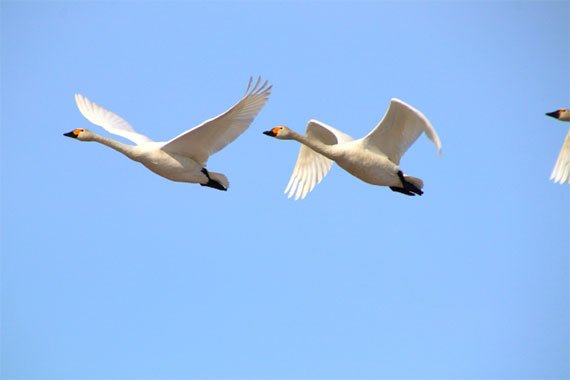 渡り鳥の画像