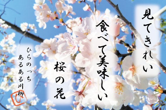 「見る」だけじゃない！桜の秘密とは？