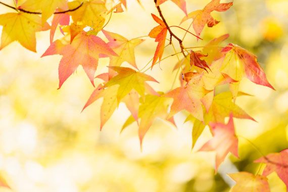 秋深し　ひざの痛みも　風物詩