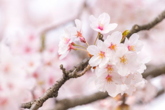 甘くても 実はたっぷり ビタミンC  ひらのっちのあるある川柳