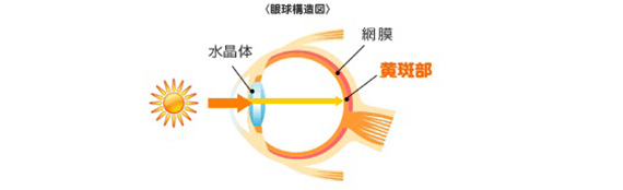 目の構造のイラスト