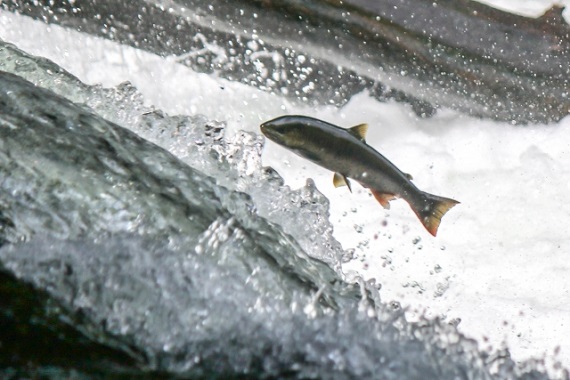 食欲の秋が到来！秋の味覚、鮭の豊富な栄養素