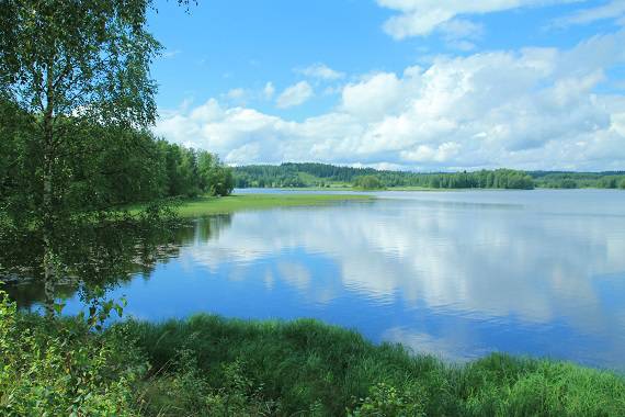 ビルベリーを育む北欧の美しい森と湖の写真