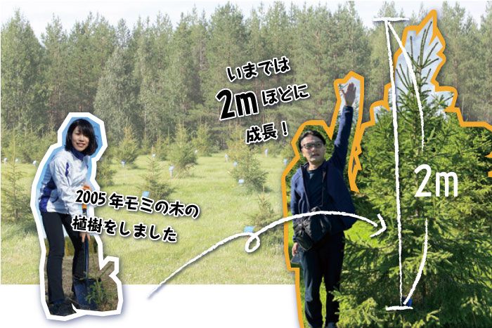 もみの木の植樹の画像