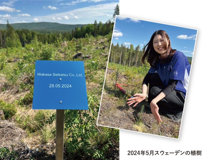 もみの木の植樹の画像
