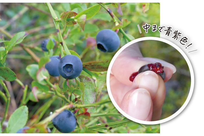 ビルベリーの中まで濃い色