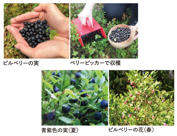 ビルベリーの採取の様子