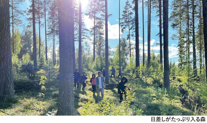 もみの木の植樹の画像