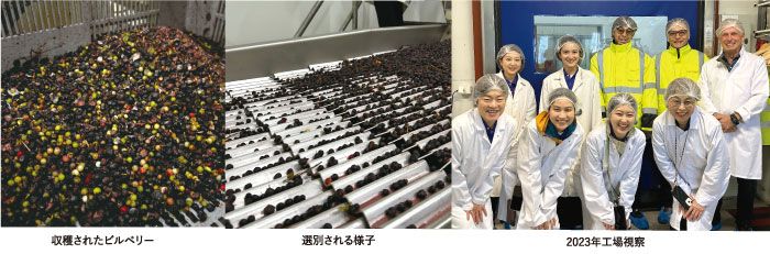 ビルベリーの中まで濃い色