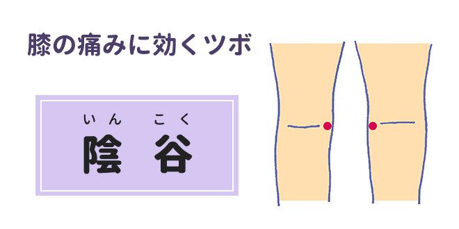 膝の痛みに効くツボ