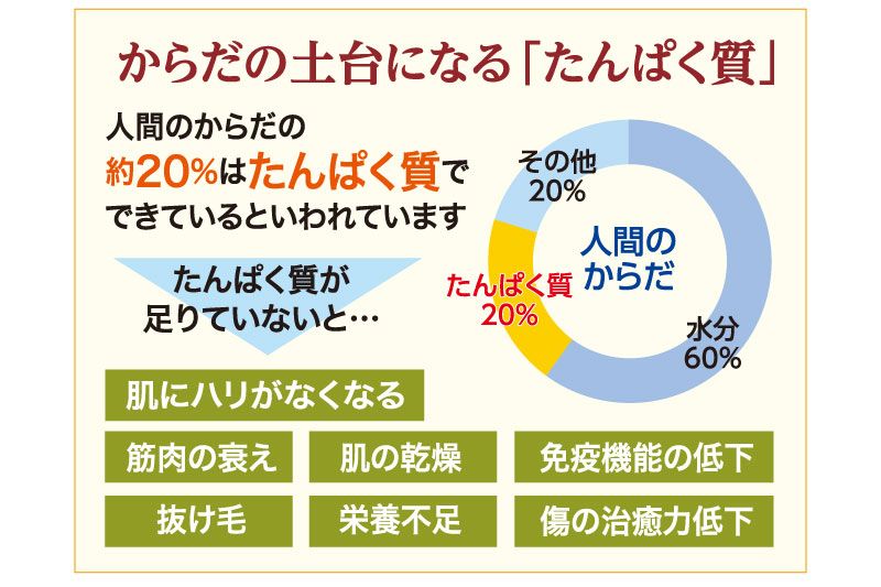 だったらたんぱく質!