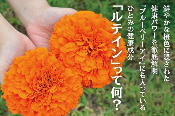 [ひとみを守る栄養 ルテインの秘密]ひとみの健康に欠かせない成分「ルテイン」って何？